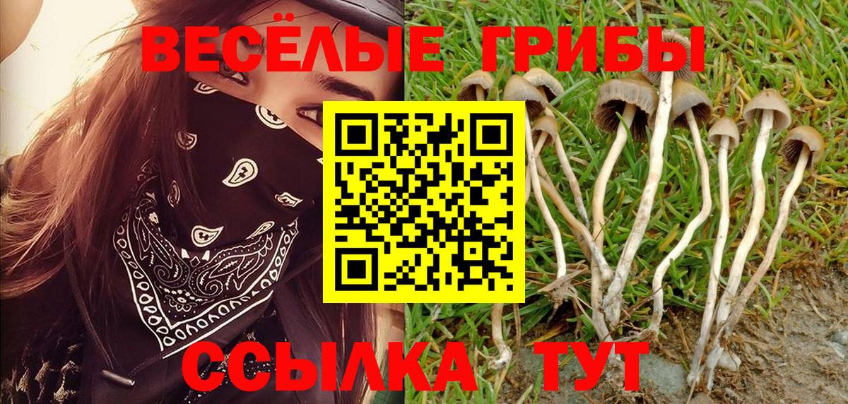 Москва  Галлюциногенные грибы Psilocybe  Вход с VPN  Псилоцибиновые грибы прущие грибы 
